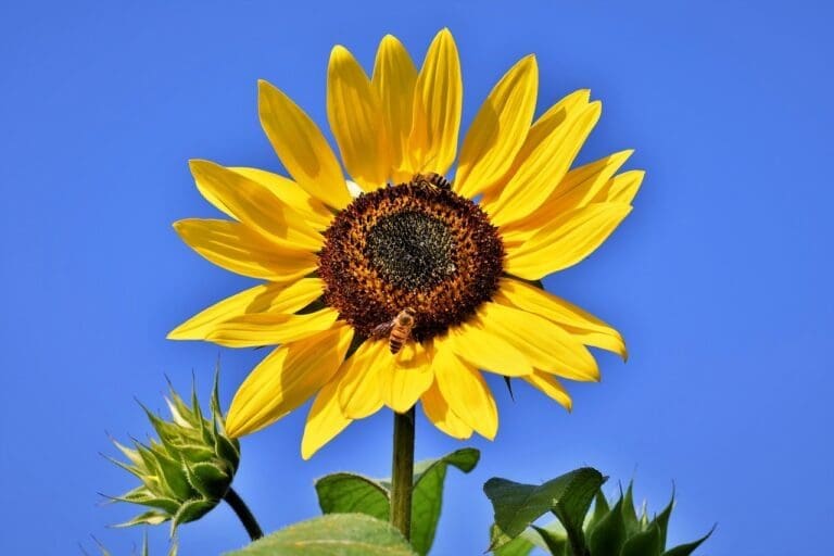 sunflower, flower, blossom-4428709.jpg