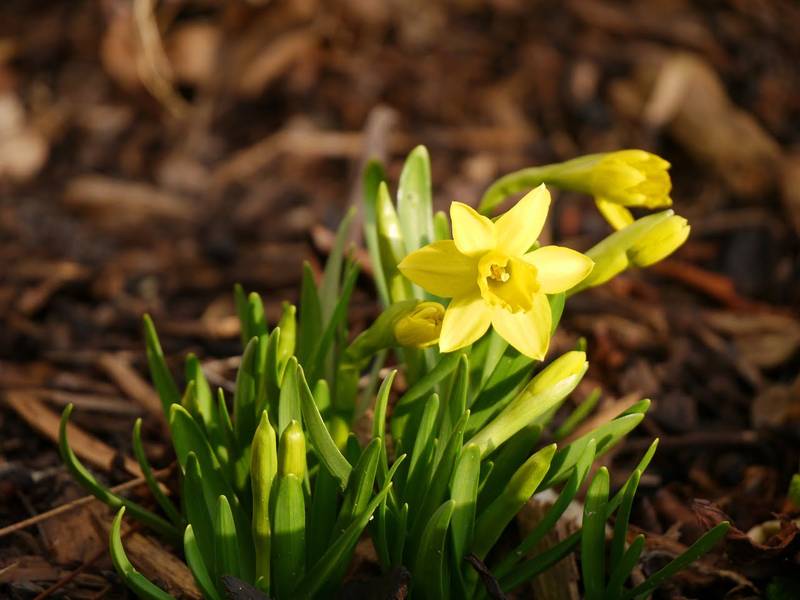 tete a tete, daffodil, easter-2151168.jpg