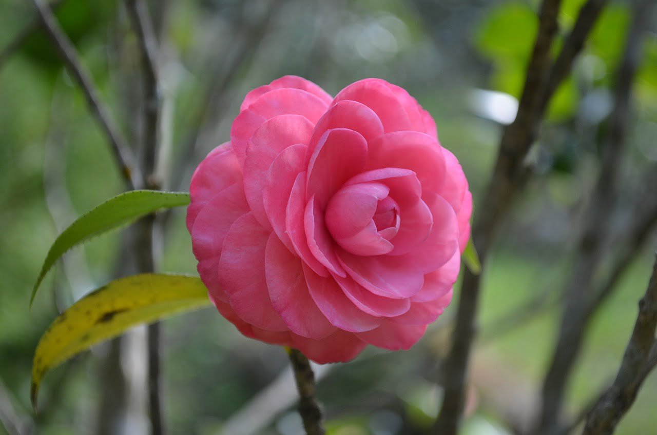 camellia, flower wallpaper, pink-746693.jpg