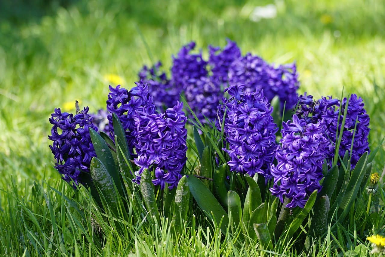 flowers, hyacinth, Spring Bulbs