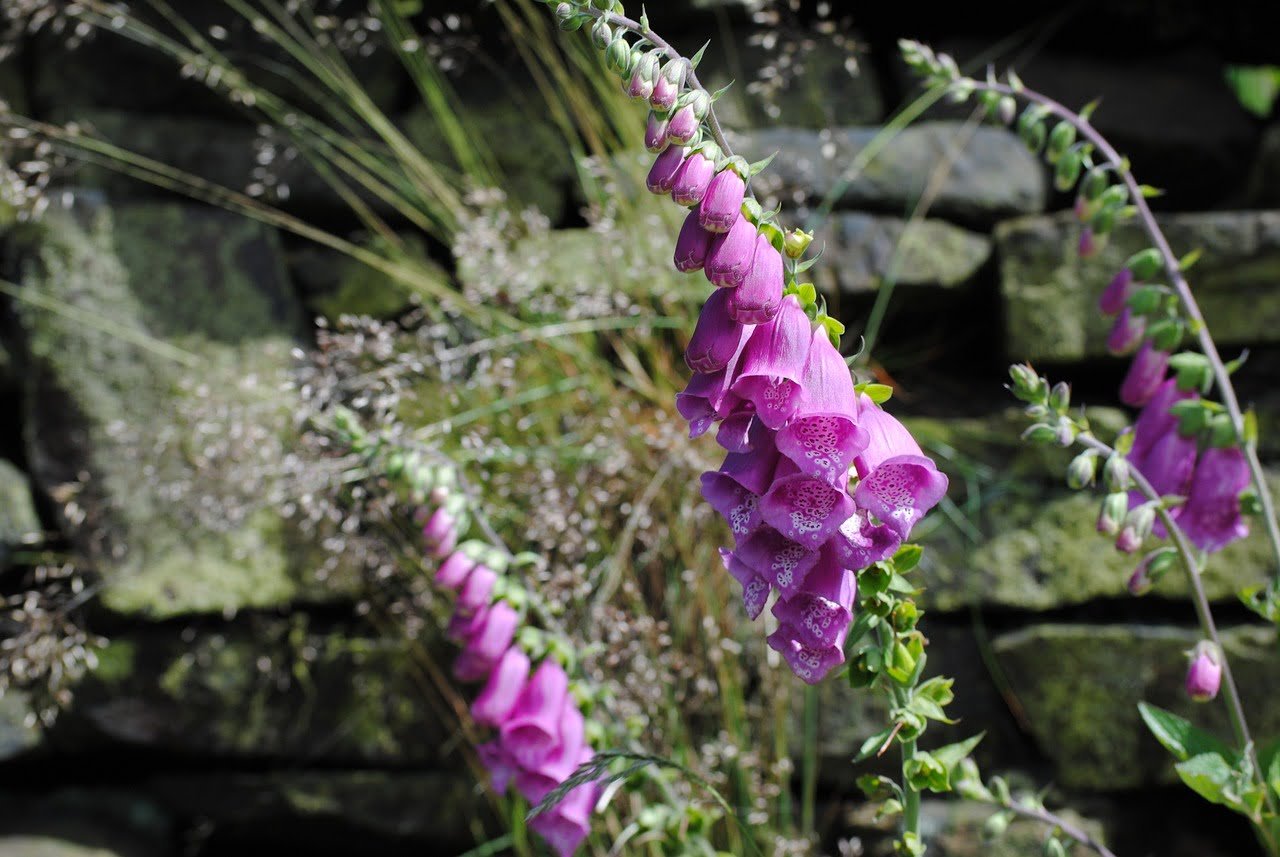 Best plants for May - foxglove
