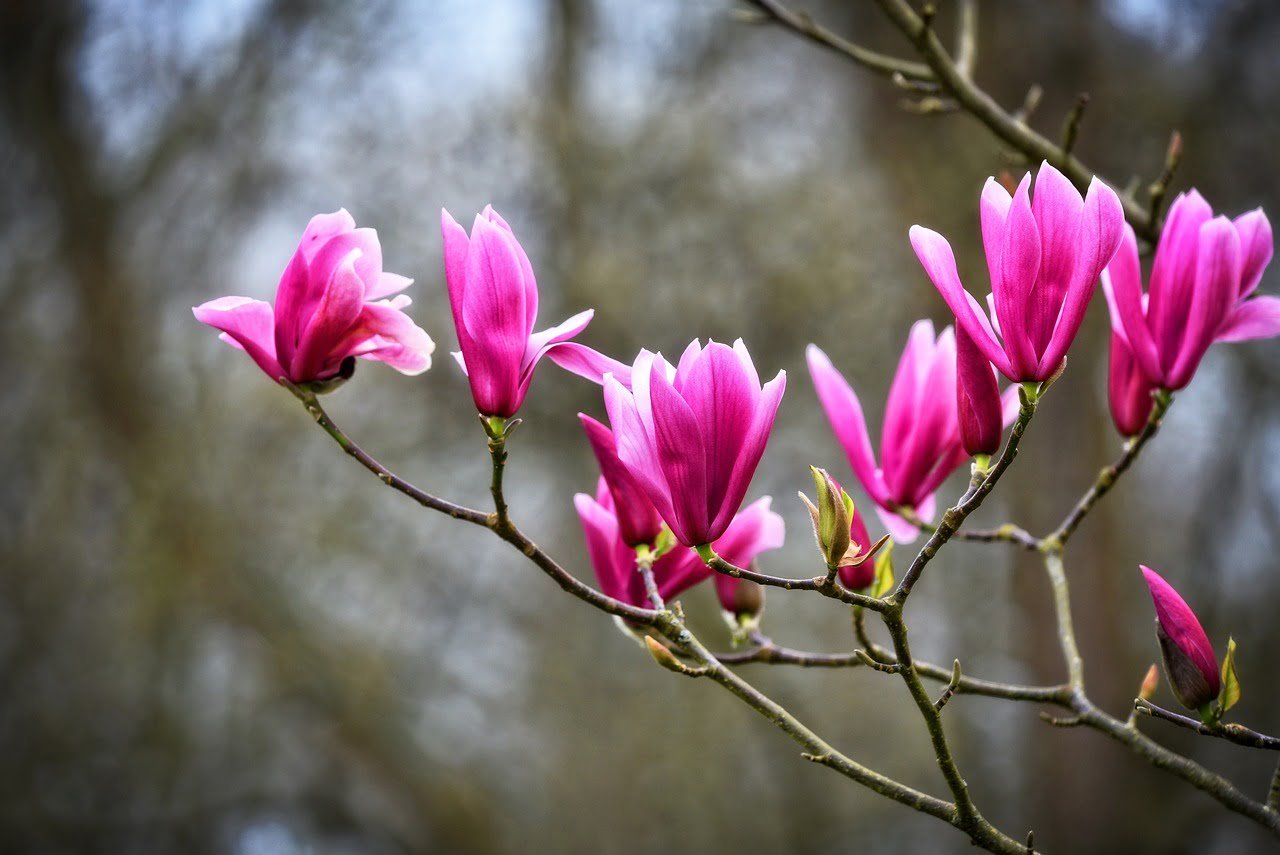 magnolia, flower wallpaper, flower-3317190.jpg