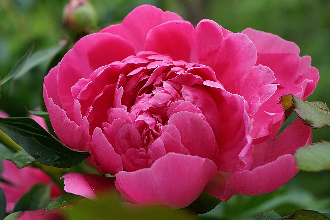 peony, flower background, peony pink-5895669.jpg