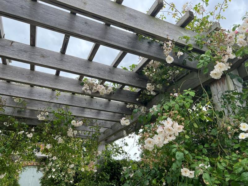 The Best Climbing Plants to Grow over your Pergola - roses 