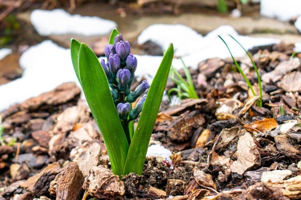 Different Types of Mulch