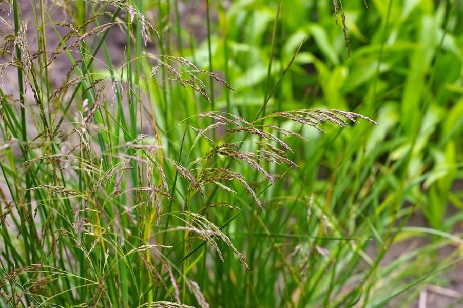 Deschampsia Cespitosa (Tufted hairgrass)