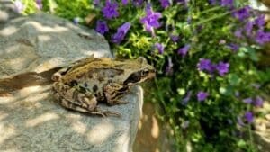 attract amphibians to your garden featured