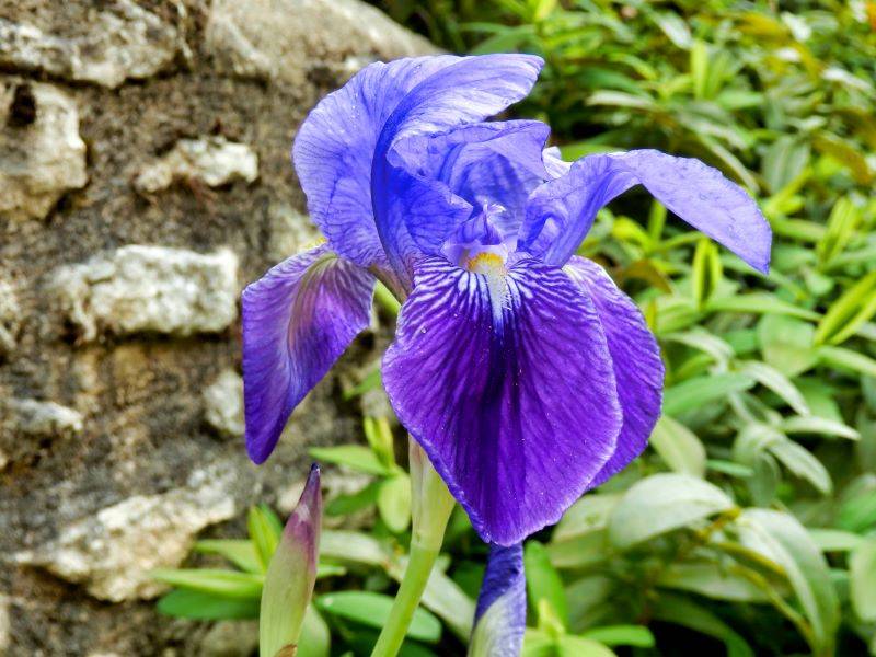 how to grow bearded iris