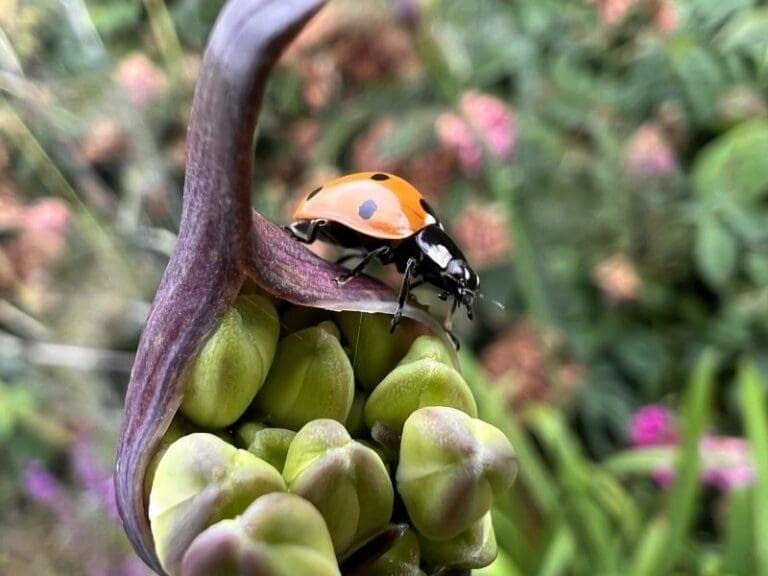 beneficial insects for your garden include lady birds