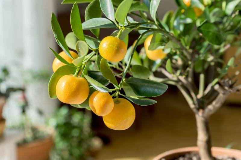 Italian Style Garden - Citrus Plants