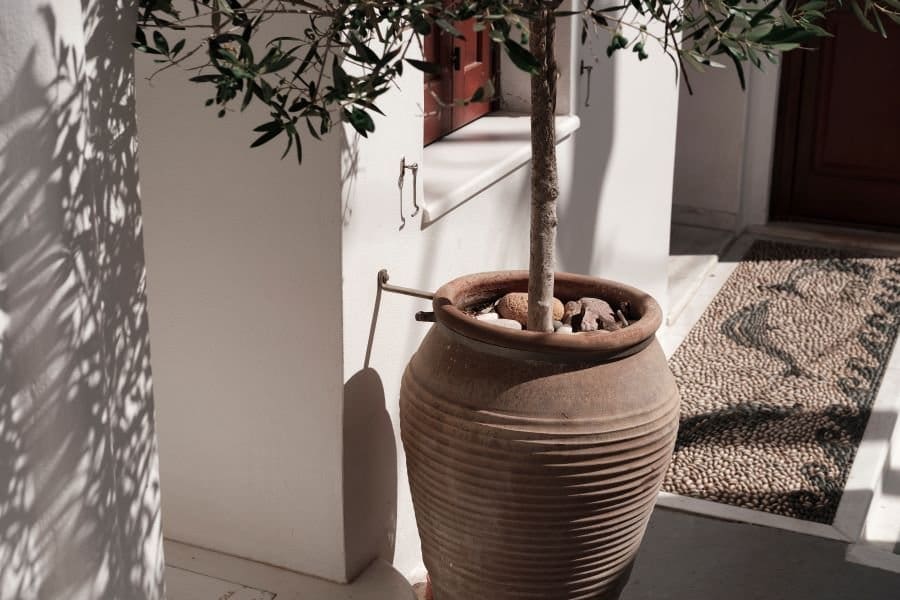 Ibiza Style Garden Ideas plants